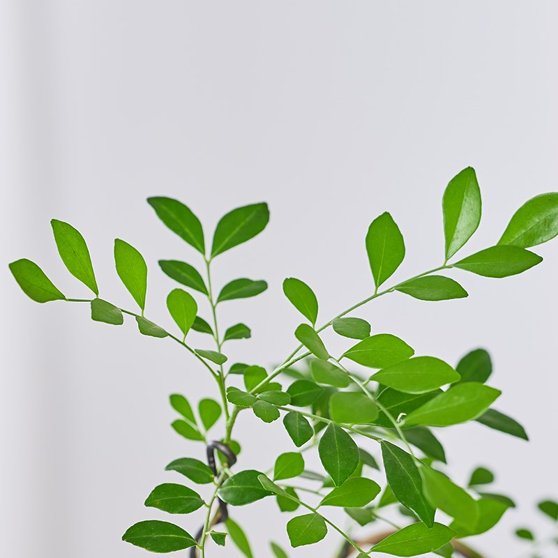 好事成双九里香盆栽四季开花室内客厅办公室花卉绿植易活四季植物