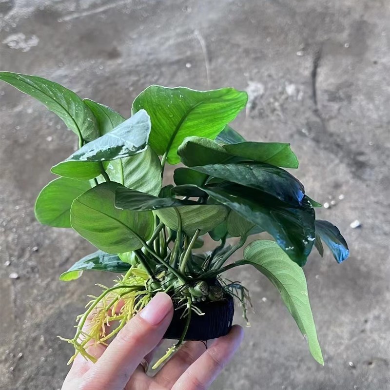 大叶榕小坨草缸鱼缸造景水草懒人水培增氧淡小巴水榕水草阴性植物