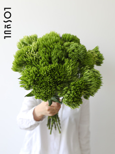 绿毛球鲜花水培鲜切花水样植物家庭花艺 咖啡厅花艺 办公桌用