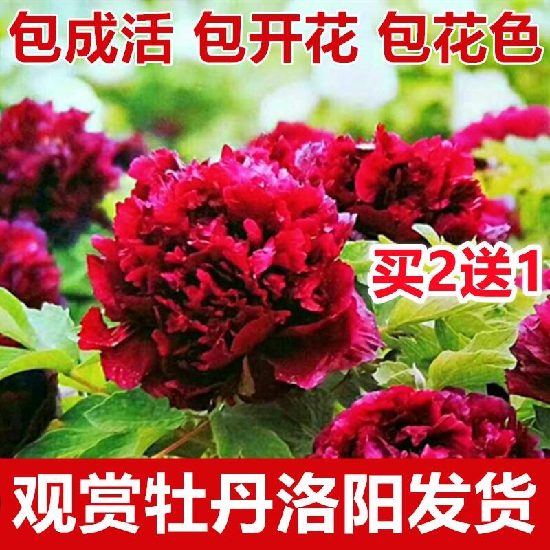 正宗洛阳观赏牡丹花苗大苗大花室内植物花卉庭院四季盆栽树苗好养