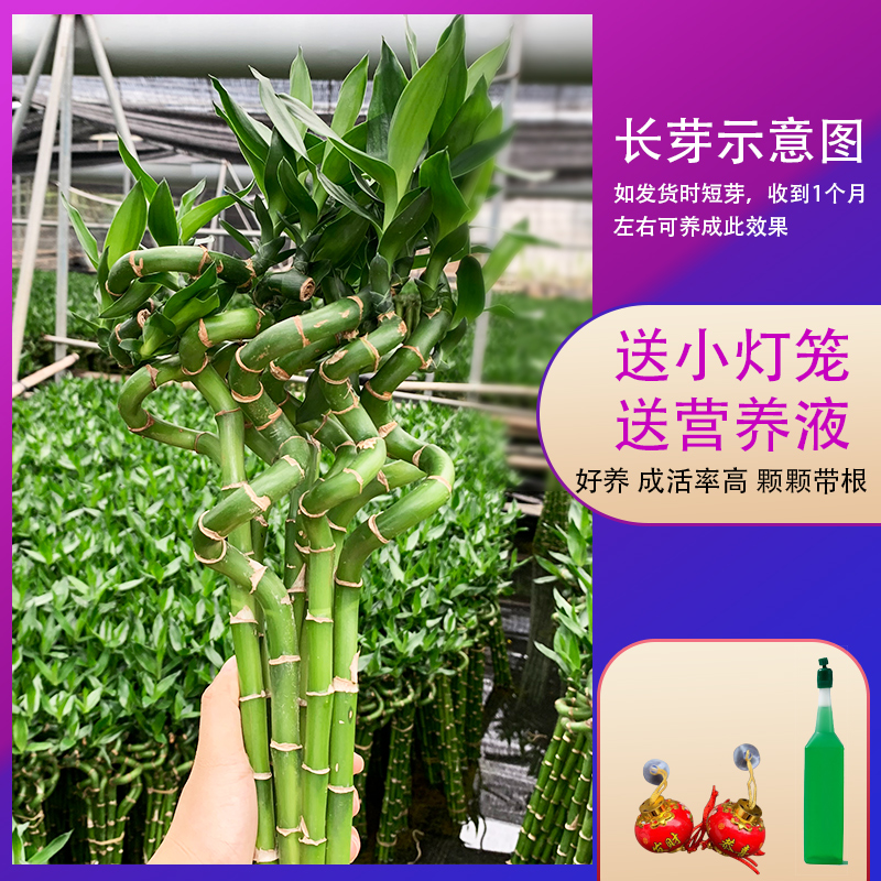 转运竹水培植物开运竹龙竹富贵竹子盆栽四季水竹水养绿植室内带根