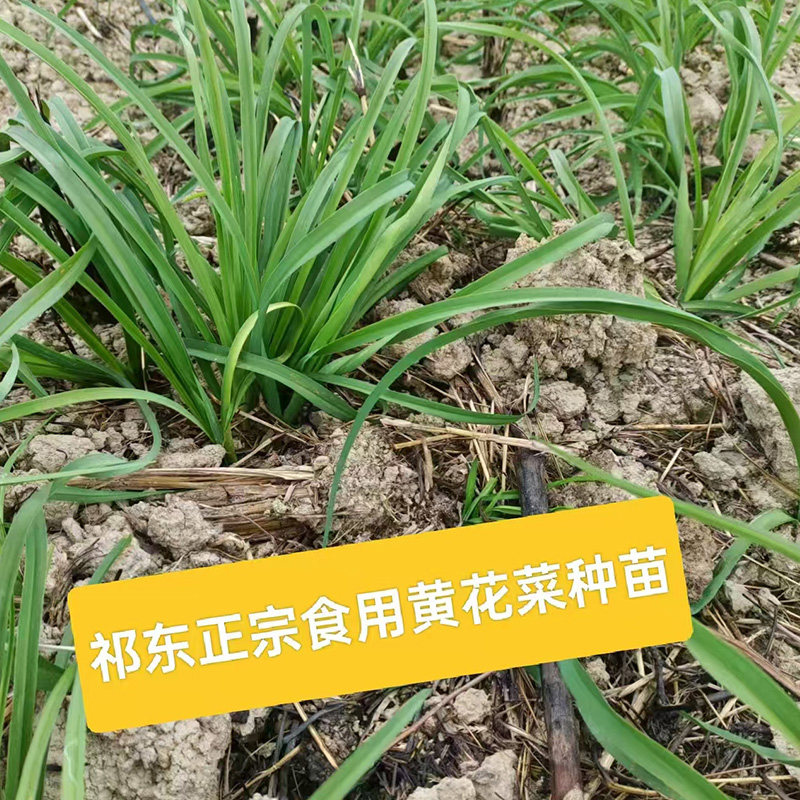 食用黄花菜种苗根绿化庭院农田种植金针菜花多年生。