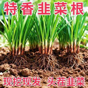 头茬现挖紫根韭菜根苗宽叶紫红根本地韭菜家庭阳台好养