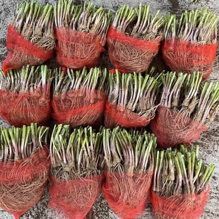 头茬现挖紫根韭菜根苗宽叶紫红根本地韭菜家庭阳台好养