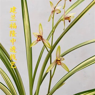 兰花苗建兰福隆中透艺金边兰花艺草艺兰客厅庭院桌面花卉绿植美观