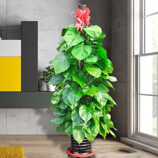 柱状大绿萝苗大叶盆栽 室内客厅走廊绿K植树植物净化空气吸甲醛