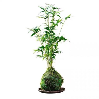 苔藓球植物米竹红观音竹金明竹水培盆景客K厅室内桌面观赏竹子盆