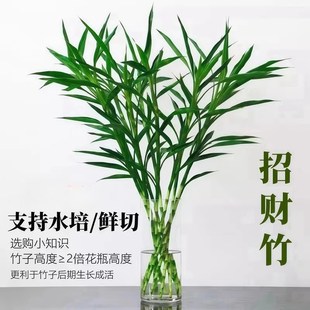 招财竹细叶富贵竹招财四季常青卧室客厅净化空气桌面Y植物水培绿