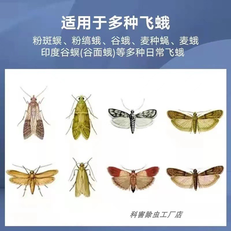 双面飞蛾米面蛾诱捕器衣蛾面自动虫飞灭杀神器厕所粘除米蛾子蠓陷