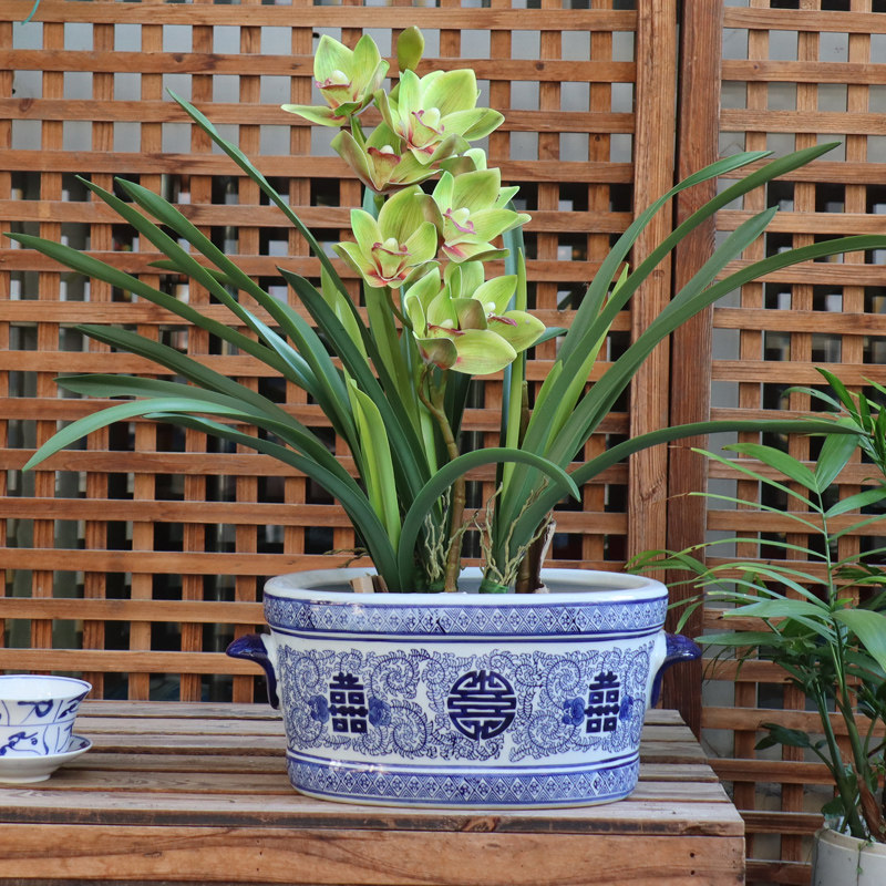 景德镇陶瓷花盆青花瓷椭圆树盆喜字双耳新中式鱼缸多肉发财树兰花