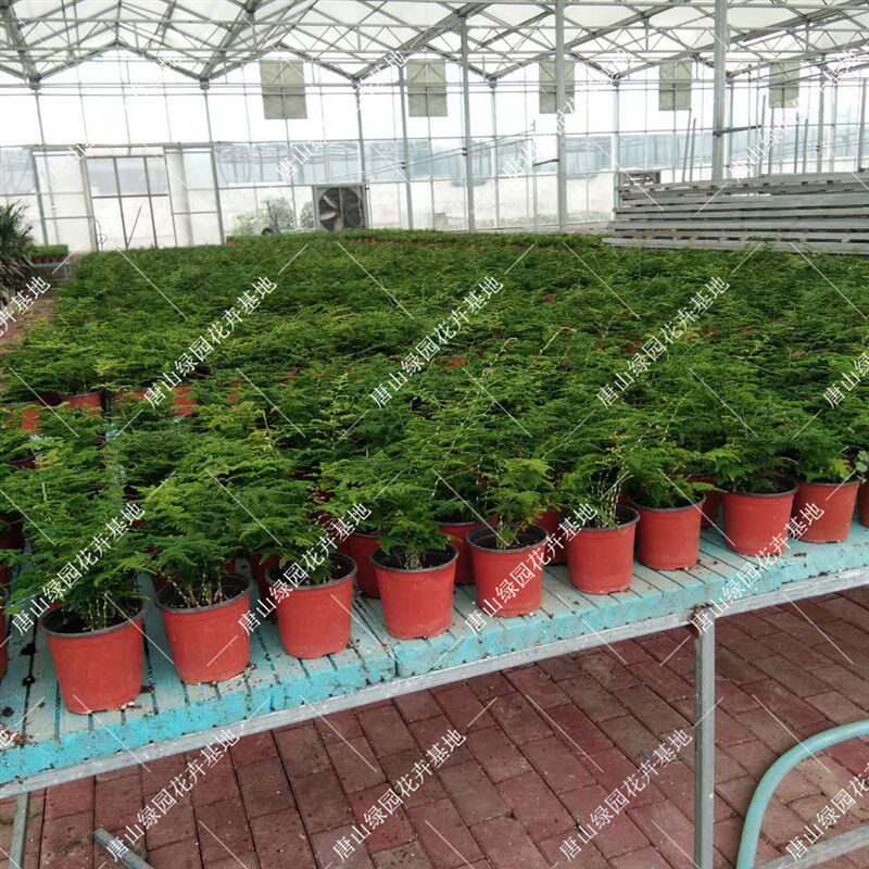 正宗唐山云竹 矮生云竹  文竹球 原盆原土健康绿植盆栽 好养盆景