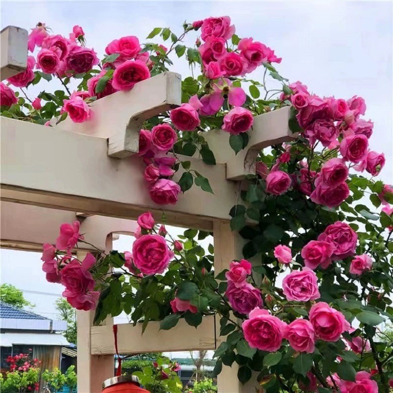 大游行藤本月季花大苗阳台庭院拱门爬藤蔷薇花苗玫瑰花卉大花四季