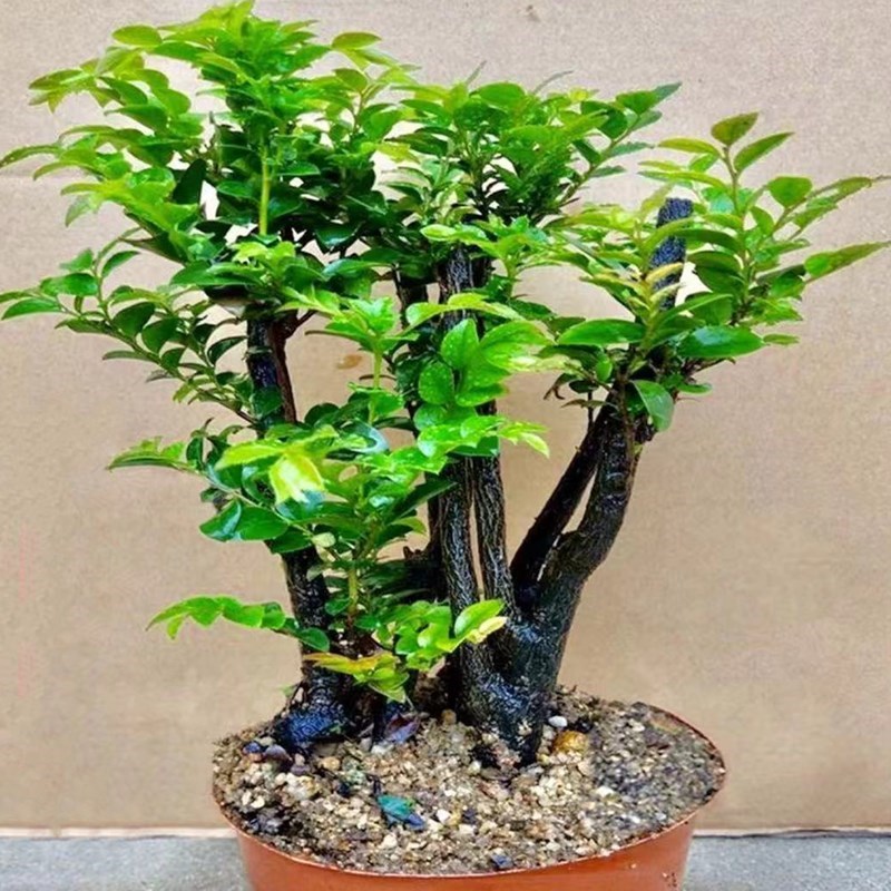 名贵小叶紫檀盆景树桩室内客厅办公桌面盆栽老桩四季常青好养植物