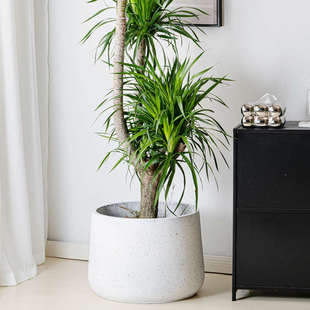 圆形水泥花盆酒杯镁泥花盆绿植盆栽简约户外阳台客厅百合竹龙血树