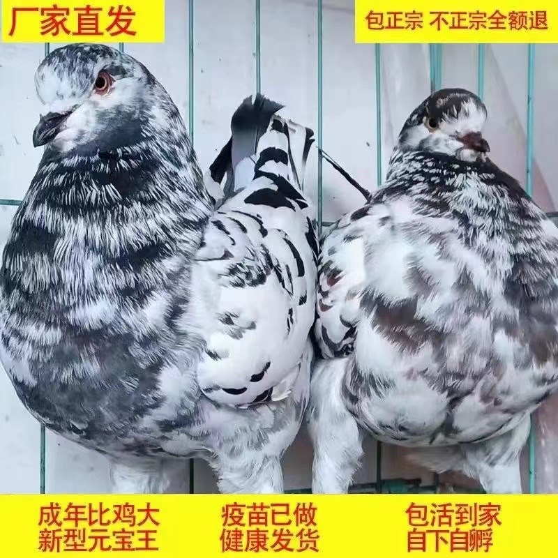 包活观赏大体正宗巨型纯种元宝鸽子活公母一对种鸽肉鸽宠物包下蛋