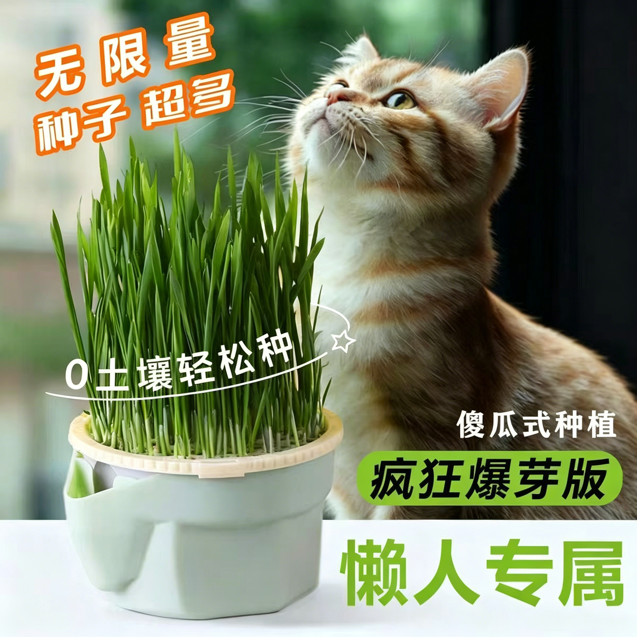 懒人猫草水培盆杯盒种植零食盆栽