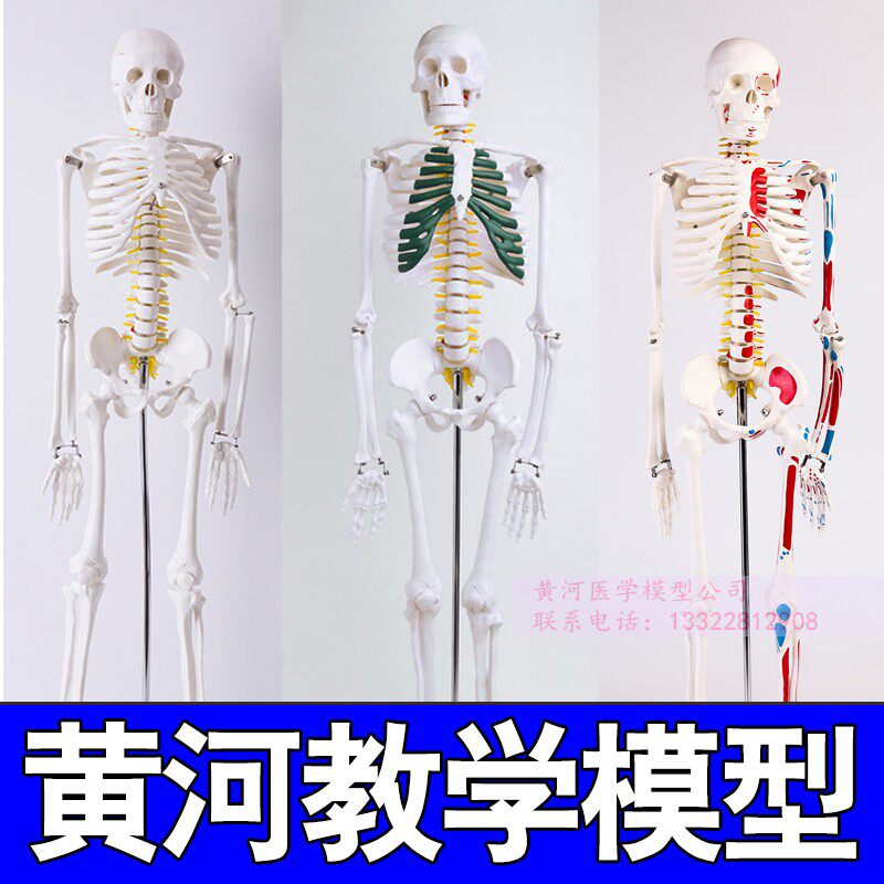 45 8a5 170cm人体骨骼模型骨架人体模型成人小白骷髅教学脊椎全身
