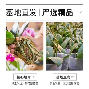 【带花发货】蝴蝶兰花苗带花w剑兰花盆栽大苗室内植物花卉四季好