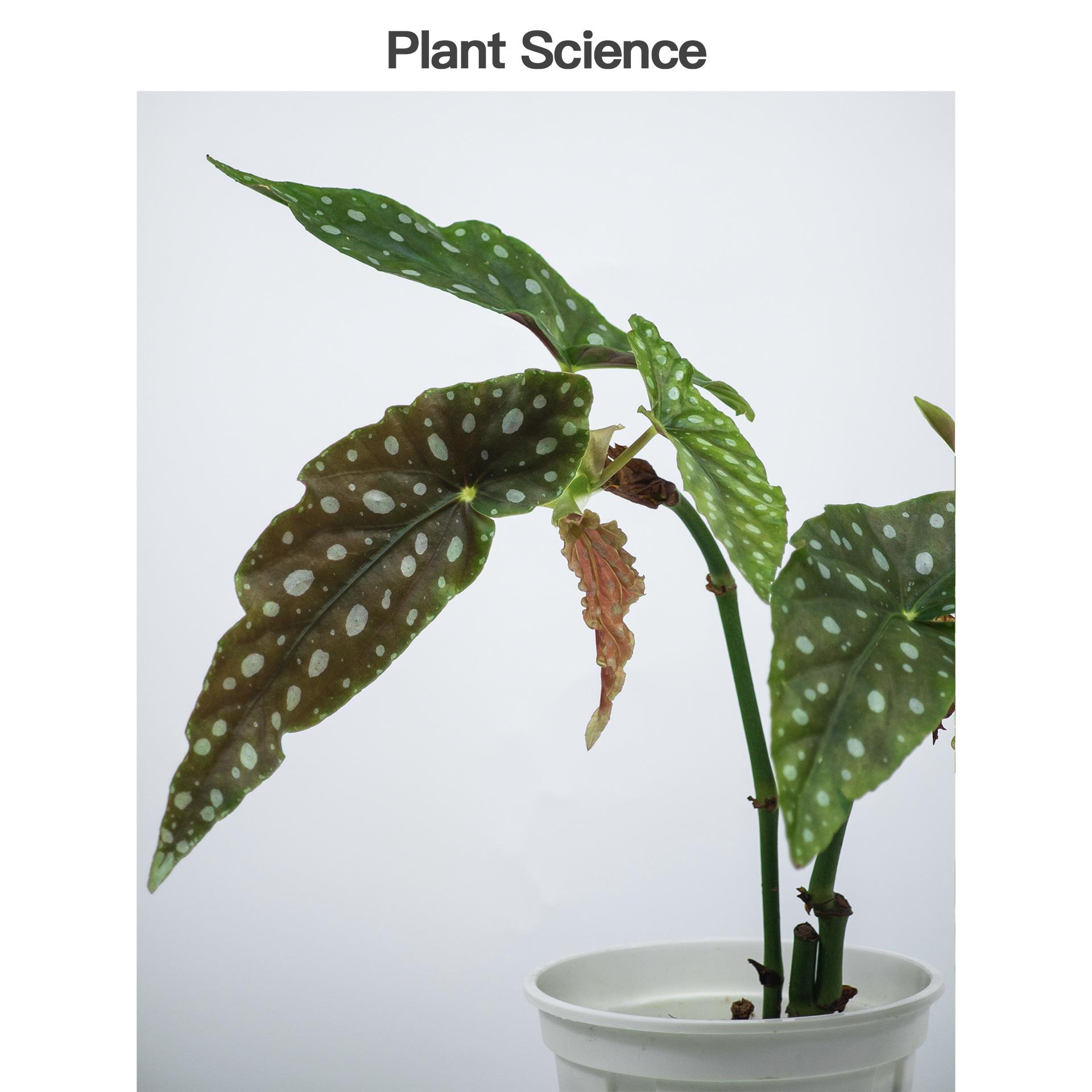 鳟鱼Begonia竹节类秋海棠水培室内绿植网红盆栽观叶植物热带雨林