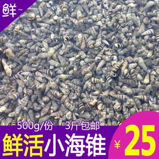 新鲜小海锥螺鲜活海螺海瓜子大连海螺丝野生钉螺贝类海鲜水产