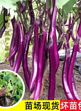 杭茄1号线茄子苗紫红长茄苗高产抗病春秋四季种植菜园庭院蔬菜苗