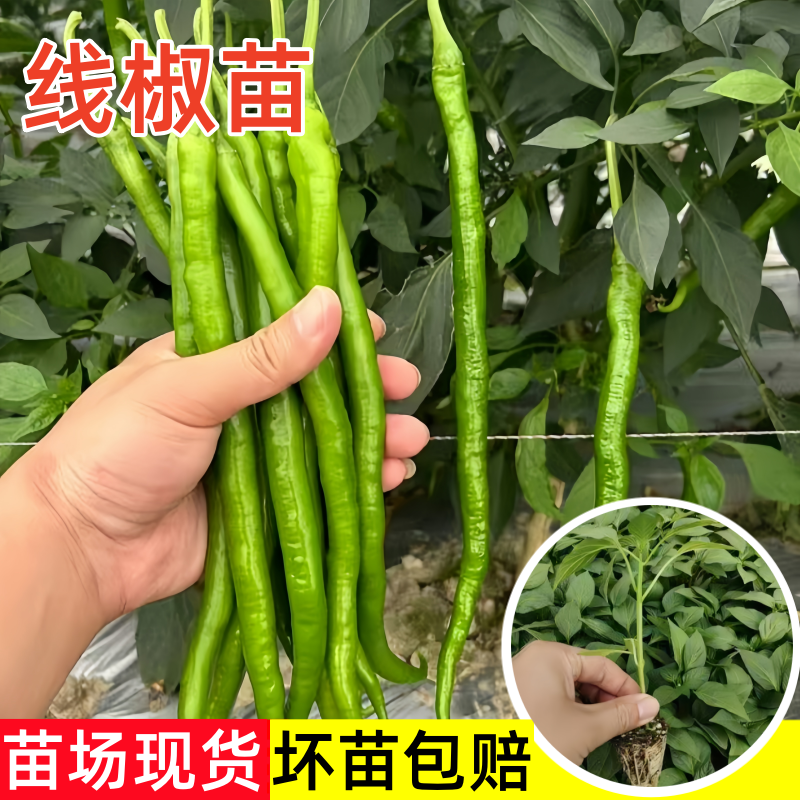 线椒苗高产二荆条苗辣椒苗南方种