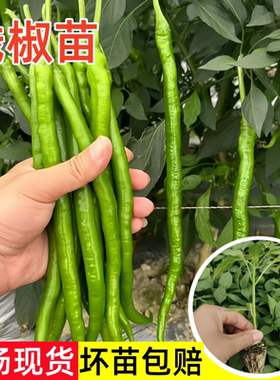 高产线椒苗辣椒苗秧苗香辣二荆条苗子南方种四季阳台盆栽蔬菜苗孑