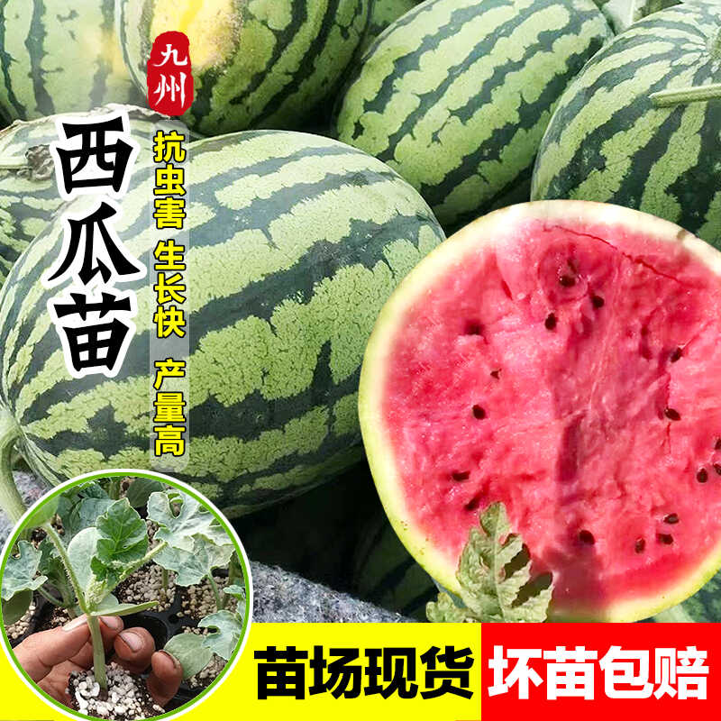 早佳8424西瓜苗阳台盆栽麒麟瓜苗
