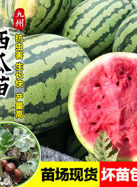 早佳8424西瓜苗沙瓤麒麟瓜苗蜂蜜盆栽小西瓜秧苗四季阳台菜园种植