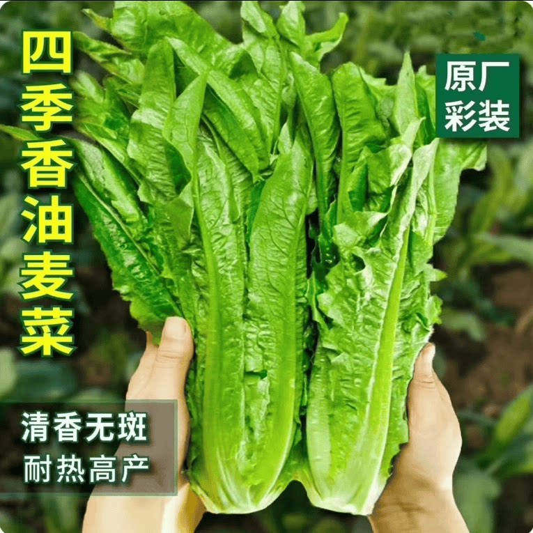 甜脆油麦菜种籽子清香无斑油麦菜籽四季播种盆栽庭院菜园菜籽高产