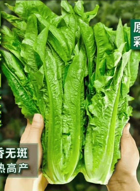甜脆油麦菜种籽子清香无斑油麦菜籽四季播种盆栽庭院菜园菜籽高产