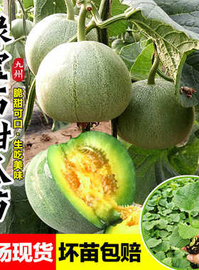 正宗绿宝石甜瓜苗高产香瓜苗爆甜带土发货瓜秧种籽子盆栽水果苗秧