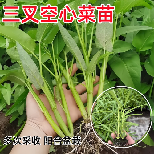 三叉空心菜苗秧四季大叶空心菜种