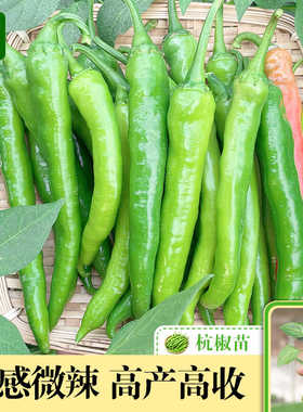 杭椒1号杭椒苗秧苗正宗杭椒苗子不辣7号秧苗阳台四季盆栽蔬菜苗籽