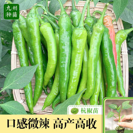 杭椒1号杭椒苗秧苗正宗杭椒苗子不辣7号秧苗阳台四季盆栽蔬菜苗籽