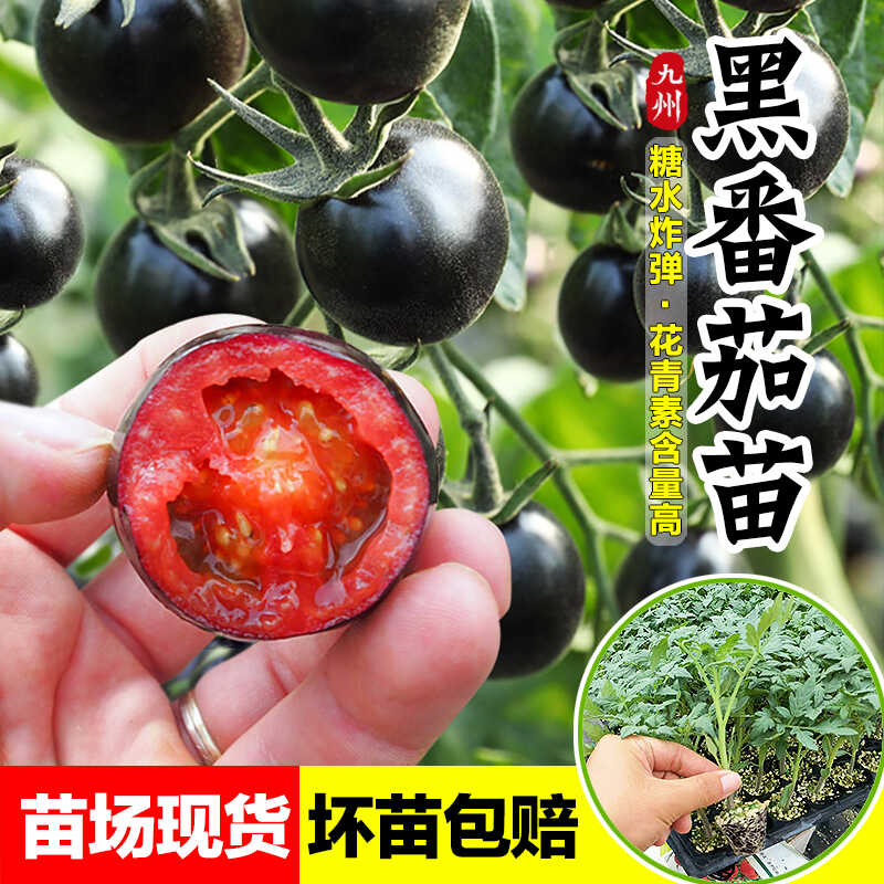 黑珍珠番茄苗紫红阳台盆栽圣女果