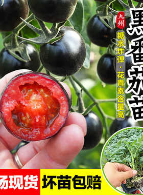 黑珍珠小番茄苗秧苗紫红色圣女果苗樱桃小柿子秧四季阳台盆栽水果
