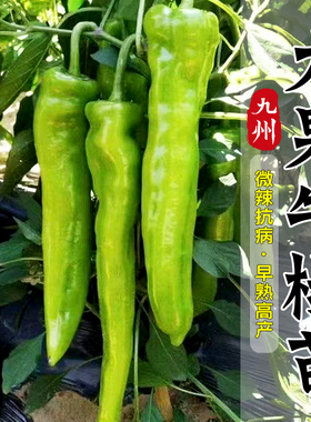 大果牛椒苗辣椒苗牛角椒苗大果牛角椒种苗早熟高产辣椒苗微辣南方