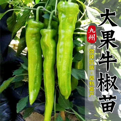 大果牛椒苗辣椒苗四季阳台盆栽苗