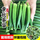 水果秋葵種子苗蔬菜種苗種籽孑秧適合秋季 帶土菜苗秧苗幼苗菜園種