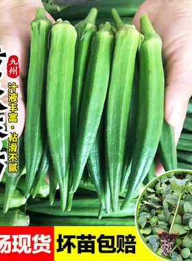 水果秋葵苗黄秋葵种籽子带土发货