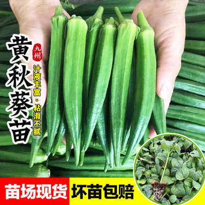 水果秋葵苗黄秋葵种籽子带土发货