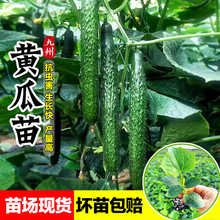 带刺大黄瓜苗秧苗绿瓤青瓜苗子抗病高产春秋阳台盆栽水果蔬菜种苗