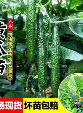 带刺大黄瓜苗秧苗绿瓤青瓜苗子抗病高产春秋阳台盆栽水果蔬菜种苗