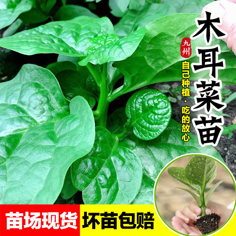 四季大叶木耳菜苗特大肉厚圆叶菜苗多次采收带土阳台盆栽青菜苗子