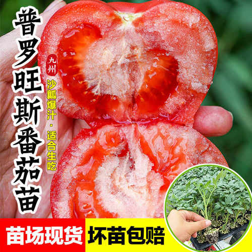 普罗旺斯番茄苗秧苗沙瓤抗病高产