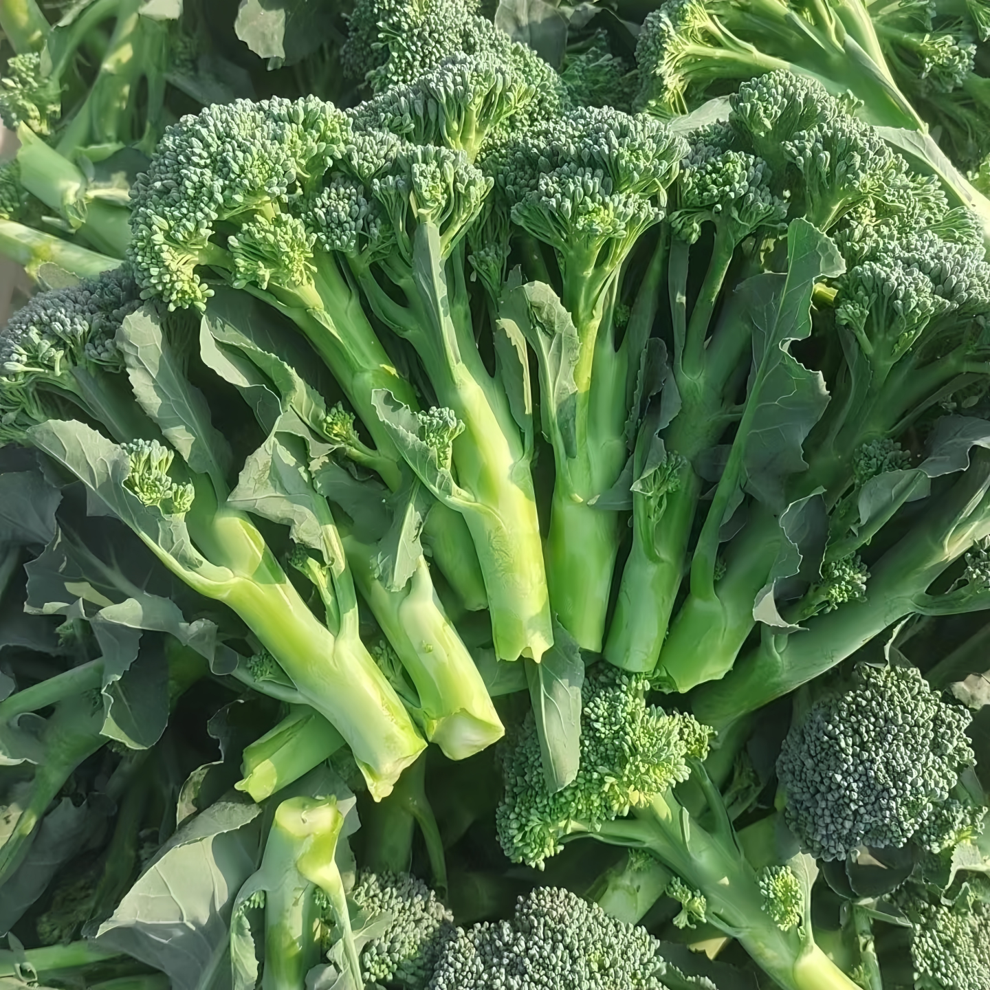 西兰苔菜苗西兰花苗多次采收苔菜图片