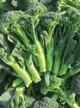 耐寒西兰苔菜苗西兰花苗多次采收甜杆苔菜种籽子秋冬四季南方种植