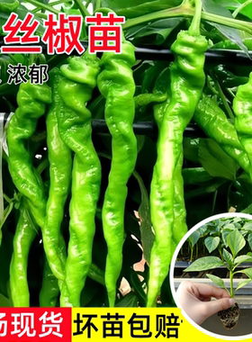 香辣螺丝椒苗秧苗高产大果陇椒苗薄皮正宗特辣苗四季阳台盆栽菜苗