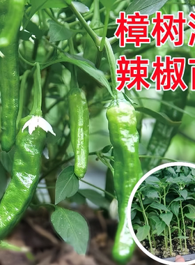 正宗樟树港辣椒苗秧苗青椒苗辣椒种籽子四季阳台盆栽庭院种植蔬菜